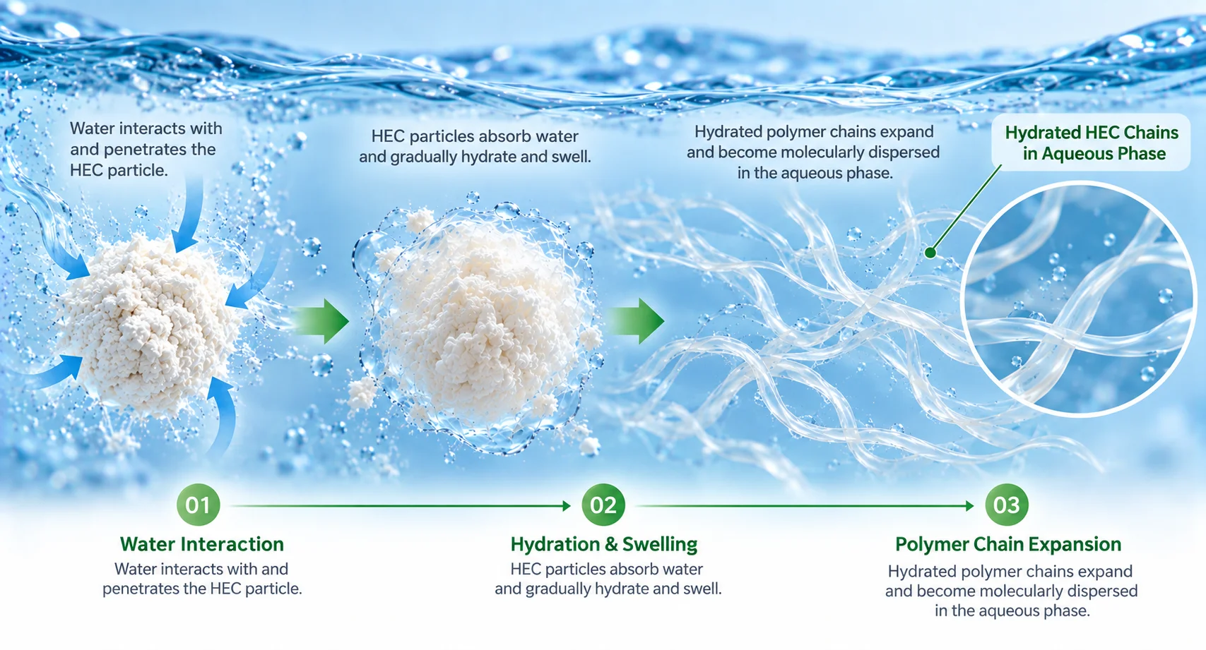 Water Interaction & Polymer Chain Expansion